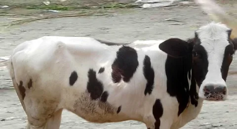 বকনা উন্নত জাতের ।