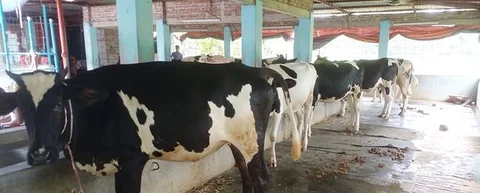 উন্নত জাতের ৬টি বকনা
