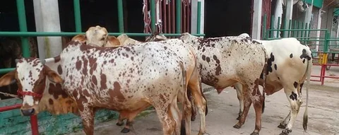 ৪টি এড়ে বাছুর বিক্রয় হবে লটে