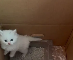 Turkish Angora And Persian Kittens