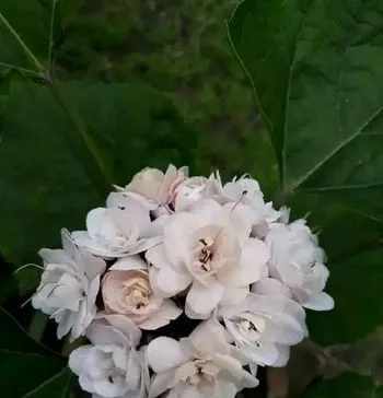 কলি সহ হাজারবেলী