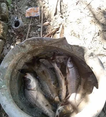চাপের পোনা