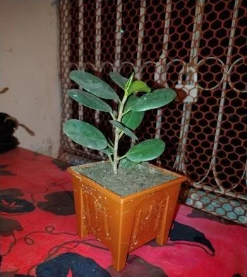 চায়না বট চারা