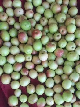 আপেল কুল বরই