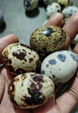 কোয়েল পাখির তাজা ডিম