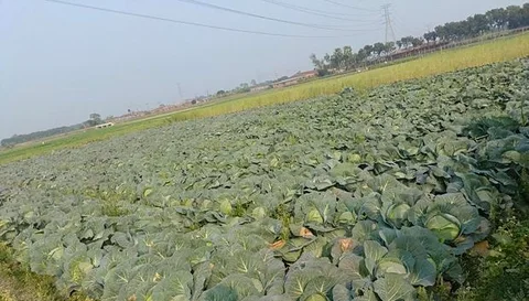 বাধা কপি