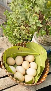 দেশি মুরগীর ডিম