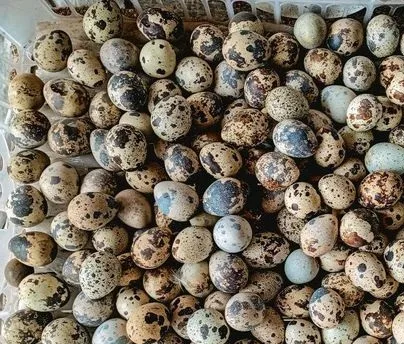 কোয়েল পাখির ডিম