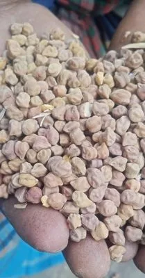 ছোলা বুট