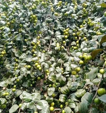 টক বরই