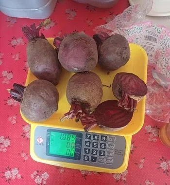 পাইকারি বিটরুট