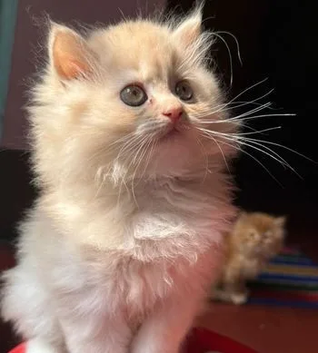 Traditional Persian Kitten