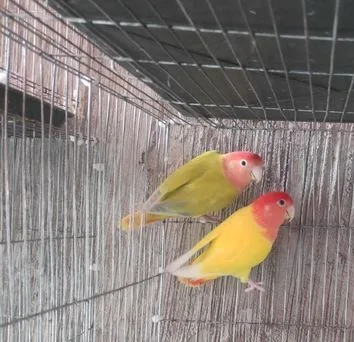Love Bird Master Pair