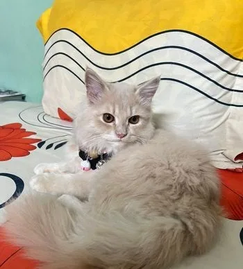 Persian Male cat