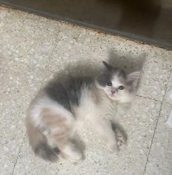 Persian Calico Female Kitten