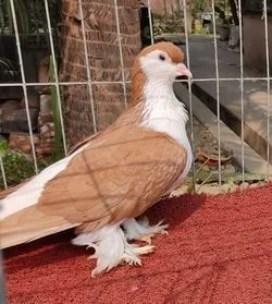 লাহুরি কবুতর
