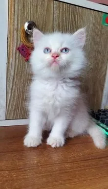 Traditional Persian