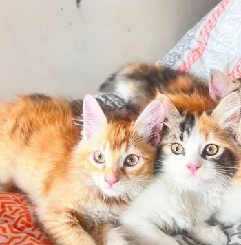 high quality Persian mix breed