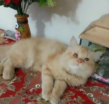 Persian Female Kitten