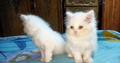 Male and female kitten cat