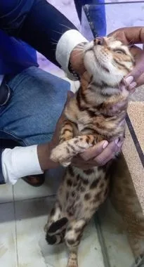 Bengal Cat  Single Piece