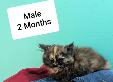 Traditional Long Coat Persian Kittens