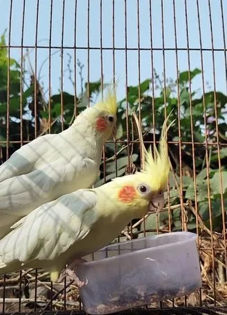 কোকাটেল পাখি