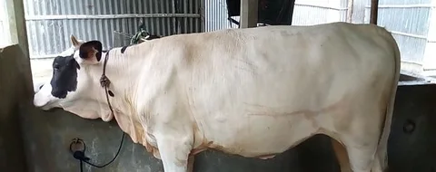 বকনা