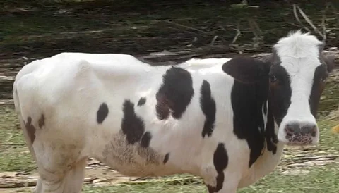২৯৯২নং ভালো জাতের বকনা ।