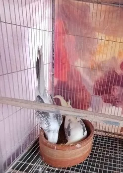 v pied cockatiel