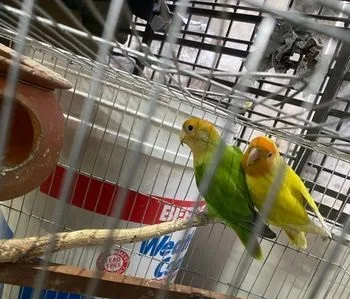 love bird