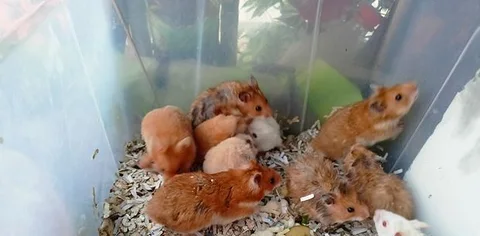 Syrian hamster mouse