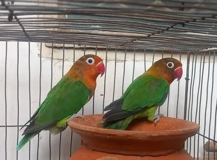 Love Bird লাভবার্ড