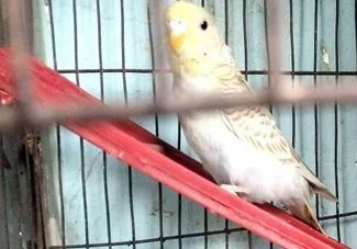 বাজিকর পাখি
