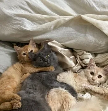 Pure persian