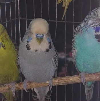 English Budgerigar Bird