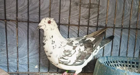 gregal pigeon brid