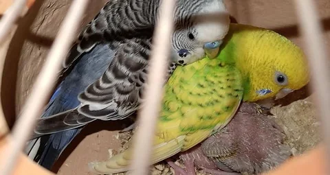 bajriger pakhi baccha soho