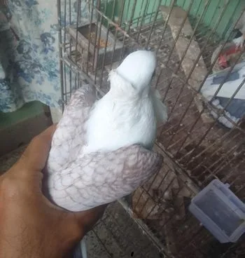 কবুতর (ঝর্না সার্টিং)