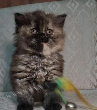 Persian Kitten Female