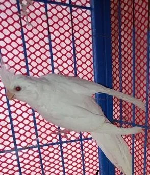 টেম সেলফি বেবি