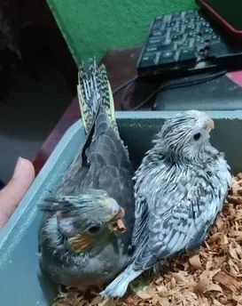 cockatiel baby
