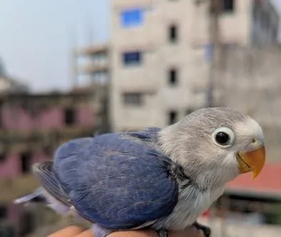 Lovebird