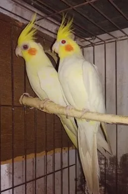 কোকাটেল পাখি