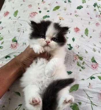 Persian Cat