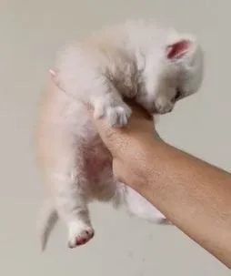 Traditional persian kitten