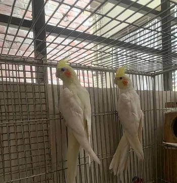 Lutino Cockatielr Big Size