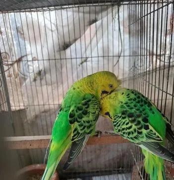 বাংলিশ বাজীগর পাখি