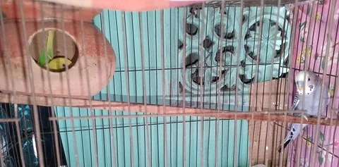 Baccha+Bajriger pakhi