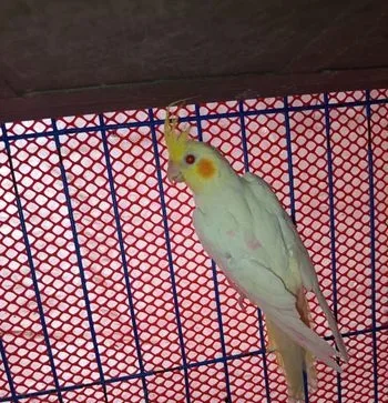 Bird for sale